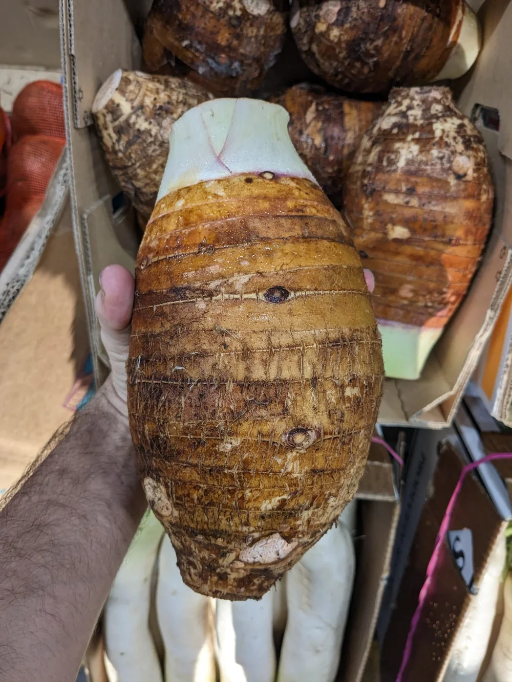 Taro 15kg — Natural Selection Produce